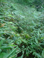 ���ꂪ�o�R��